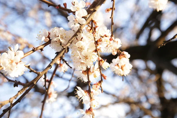 Blommor Grenarna Ett Träd Våren Mot Blå Himmel Med Mjuk — Stockfoto