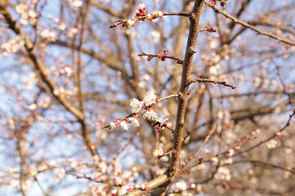 Ramo Albero Fiorente Con Fiori Rosa Primavera Contro Cielo Blu — Foto Stock