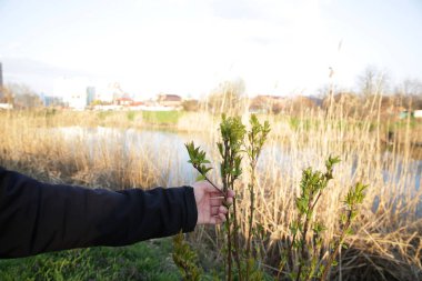  Erkek el genç ağaç Filiz nehrin arka plan karşı yumuşak bulanıklık tutar