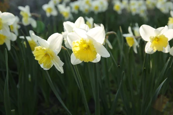 Field Daffodils Spring — Stock Photo, Image