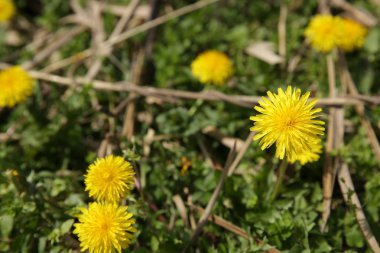 Çimlerde sarı karahindibalar