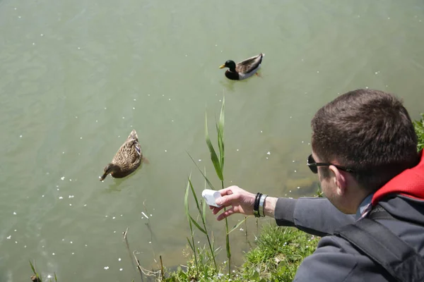 数码相机在一名年轻男子手中拍摄沿河游泳的鸭子 — 图库照片