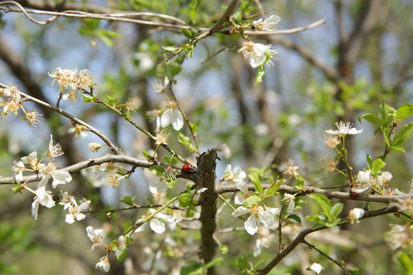 Coccinella Ramo Albero Fiorente Primavera — Foto Stock