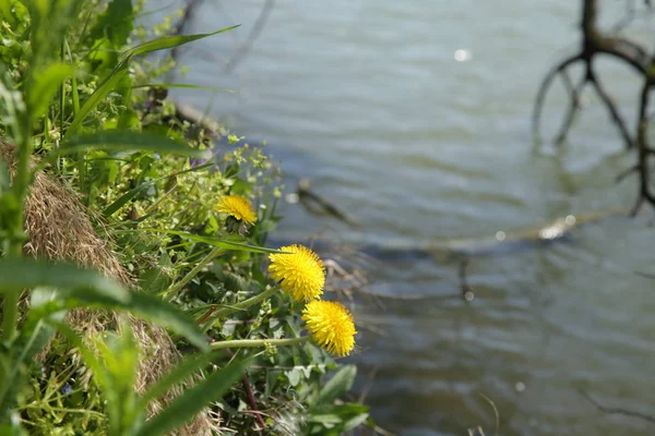 yellow dandelions in the grass by the river