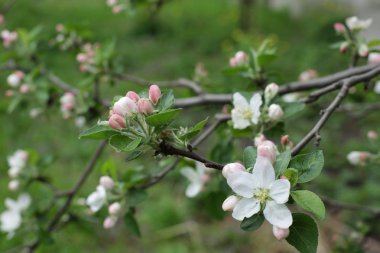  Elma ağacı bahar aylarında geniş bir açık çiçeklenme çiçek, yakın çekim bir şube üzerinde ihale kapalı tomurcuklarla çevrili ve yeşil bokeh arka plan bulanık yumuşak bir odak