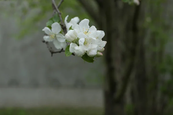 Яблоня Является Широким Открытым Цветущим Цветком Весной Окруженный Тендер Закрытые — стоковое фото