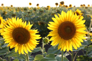 Mavi gökyüzü arka plan ayçiçeği portre