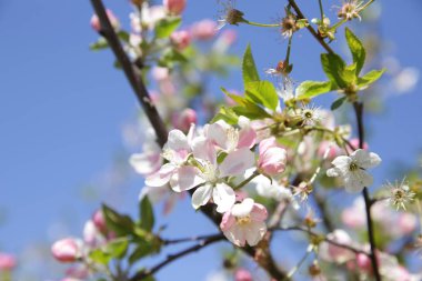  mavi bir gökyüzüne karşı baharda elma ağacı açan