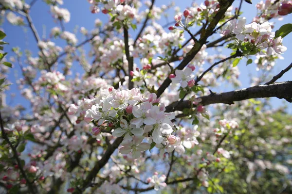 Blommande Äppelträd Våren Mot Blå Himmel — Stockfoto