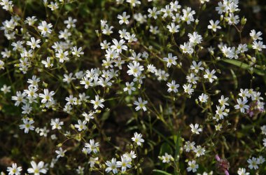 Arkaplan ve doku için yeşil zemin üzerinde beyaz çiçekler