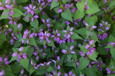 arka plan ve doku için ormanda mor çiçekler