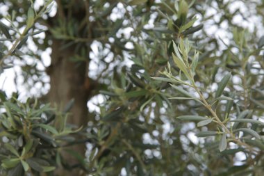 Zeytin ağacının arka planında genç yapraklar