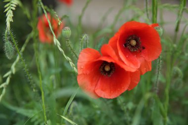  odak yumuşak bulanıklık yeşil bir arka plan üzerinde yaprakları üzerinde su damlacıkları ile kırmızı haşhaş. Close