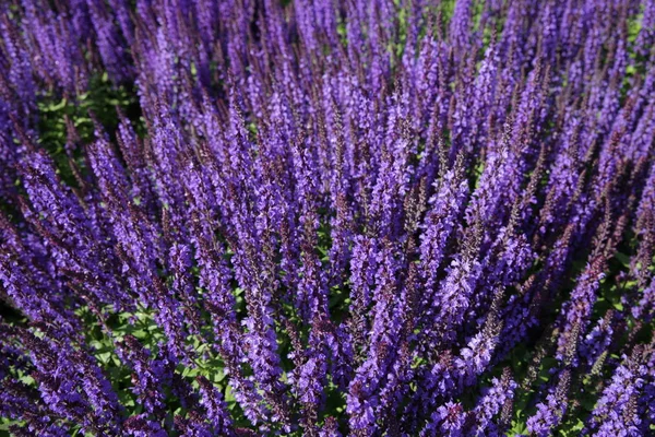 Beautiful Purple Lavender Flowers Field — Stock Photo, Image