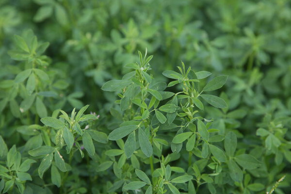 Люцерна зеленый фиелдин мягкое размытие фона
