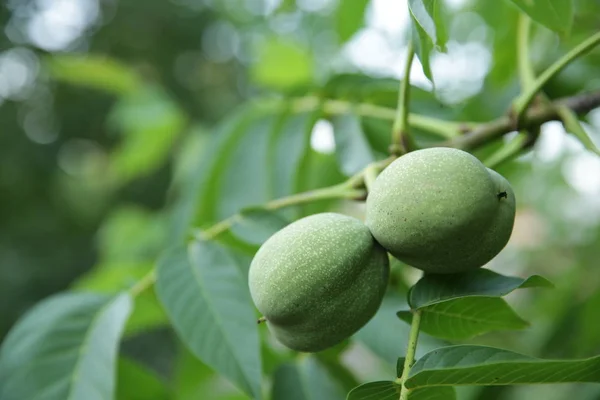 Close-up. Green organic walnuts on a tree. Walnut in green peel. Agricultural background.
