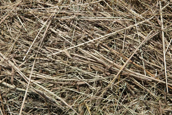 Sfondo Fieno Texture Come Simbolo Fattoria Tempo Raccolta Agricoltura — Foto Stock