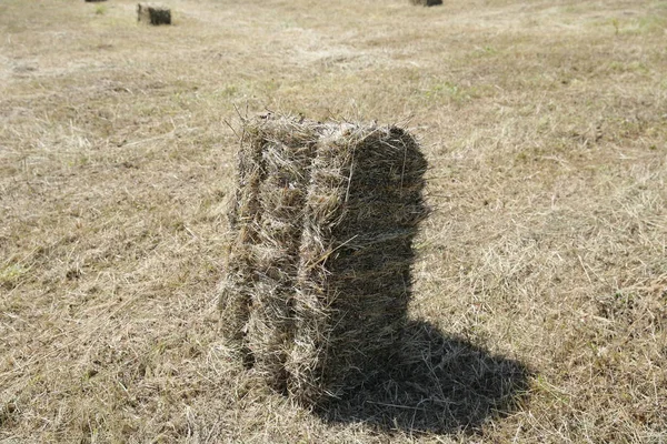 Rechteckiger Heuhaufen Isoliert Auf Einem Feld Als Symbol Für Landwirtschaft — Stockfoto