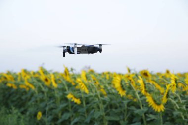 quadcopter drone alan fotoğraf çekerken ayçiçeği bir alanda süpürdü. Yüzü olmadan. Tarımda yeni teknolojiler ve yenilikler konsepti