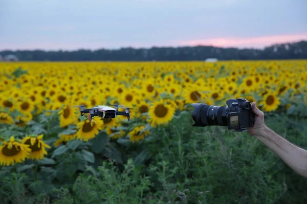 quadcopter drone hovered over the sunflowers in the field of sunflowers, the camera of the photographer takes a photo of the field of sunflowers and the drone. Sunrise. New technologies in agriculture