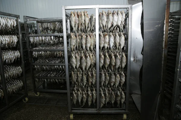 Process Drying Salted Fish System Drying Fish Snacks Production Beer — Stock Photo, Image