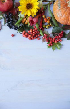 Sonbahar kompozisyonu. Natürmort. Kurutulmuş yaprakları, kabak, elma, çiçek ve mavi arka plan üzerinde rowan çilek. Sonbahar, sonbahar, cadılar bayramı, şükran günü konsepti. Düz döşeme, üst görünüm, metin için kopyalama alanı