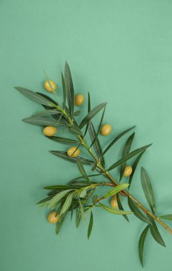 Düz yatıyordu. Yeşil arka plan üzerinde yeşil zeytin yaprakları ile zeytin dalı. Sağlıklı gıda Akdeniz diyeti. Desen, arka plan, doku. Kopya alanı ile Üst görünüm. Soyut arka plan. Afiş, desen.