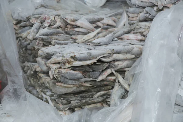 Derin dondurucu büyük briketbalık. Dondurulmuş deniz ürünlerinin saklanması. Endüstriyel balıkçılık ve deniz ürünleri işleme. Endüstriyel bir buzdolabında yarı mamul ler ve deniz ürünleri.