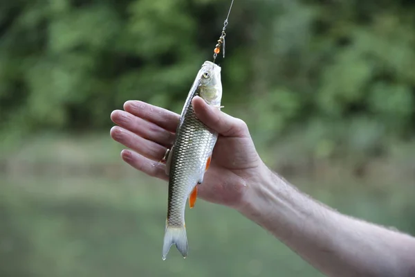 Fish chub on a hook in a mans hand on the background of the river in soft blur background. Catching fish in fresh water. Lures, bait, fishing line, fishing tackle. Fishing equipment. Save the nature.