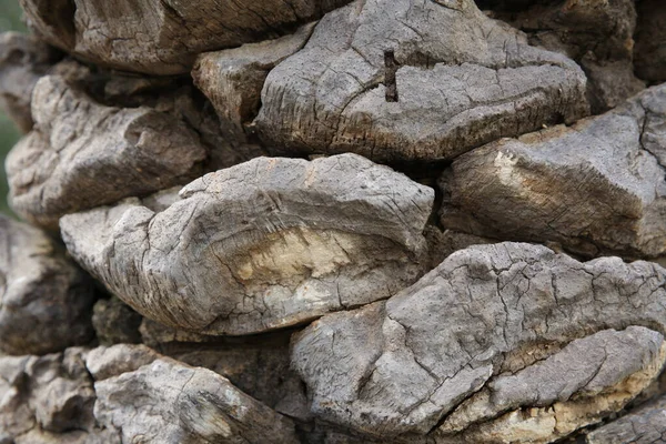 棕榈树树皮的紧密石质质感 有机背景 — 图库照片