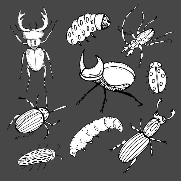 Vector set of insects - beetles, caterpillars, cockroaches. — Stock Vector