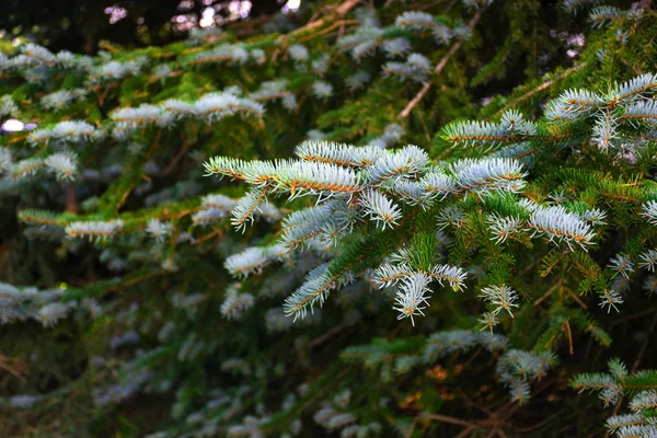 Közelről Blue Spruce Élénk Színű Ága — Stock Fotó