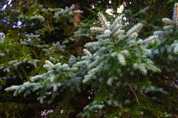 Gros Plan Branche Épinette Bleue Couleur Vive — Photo