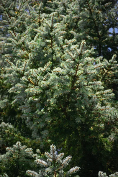 Tło Gałęzi Niebieski Spruse — Zdjęcie stockowe