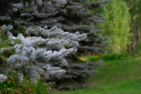 Közelről Blue Spruce Élénk Színű Ága — Stock Fotó