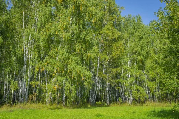 sonbahar başında ormandaki huş ağacı