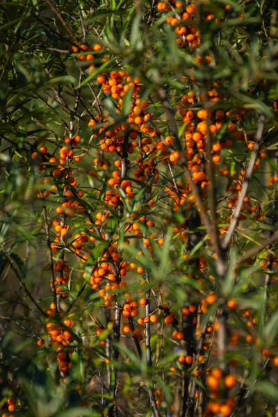 Fechar Brances Com Frutos Mar Buckthorn — Fotografia de Stock