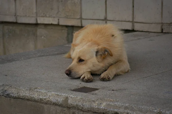 Anavatan altın köpek üzgün gözlerle beton üzerinde yalan