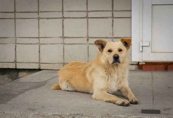 Homeless Golden Dog Concrete — Stock Photo, Image