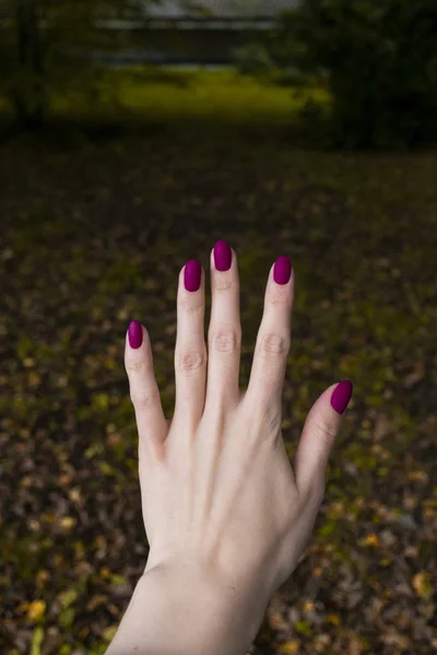 Фіолетовий Матовий Манікюр Фоні Осіннього Листя Стокове Фото