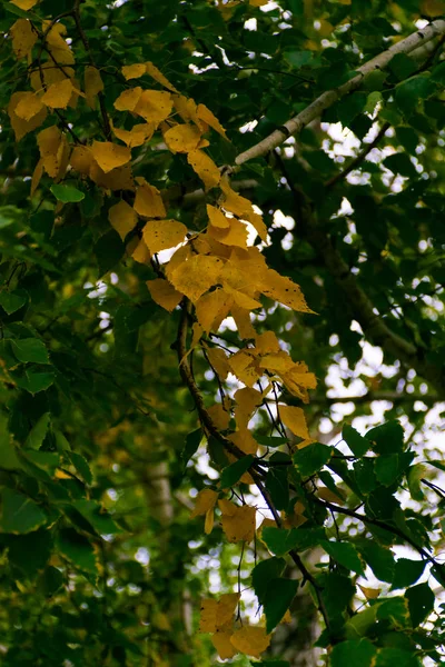 Branche Avec Des Feuilles Bouleau Jaune Parmi Vert — Photo