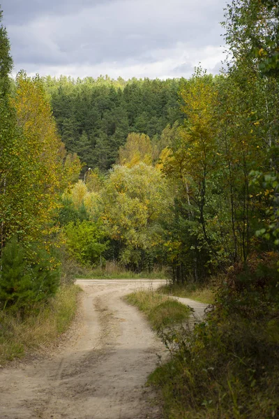 yol erken sonbahar yeşil-sarı ormanında