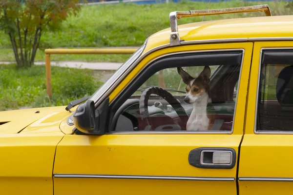 Yaz aylarında bir sarı eski Sovyet arabada oturan kısa saçlı beyaz kahverengi köpek