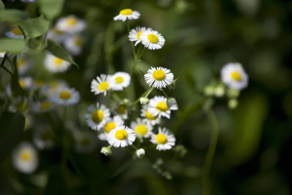 Küçük çiçek yol üzerinde keşfetti