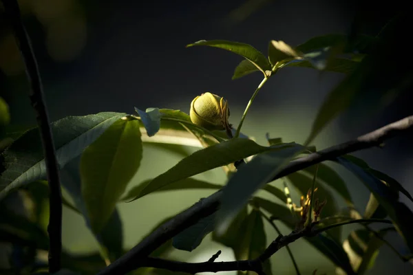 Küçük çiçek yol üzerinde keşfetti