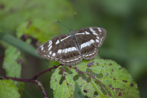Yusufçuk ve kelebek yaprak üzerinde 