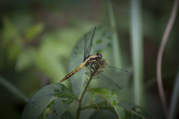 Dragonfly Papillon Sur Feuille — Photo