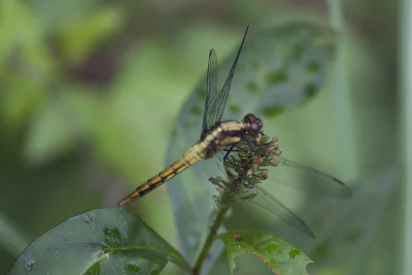 Yusufçuk ve kelebek yaprak üzerinde 