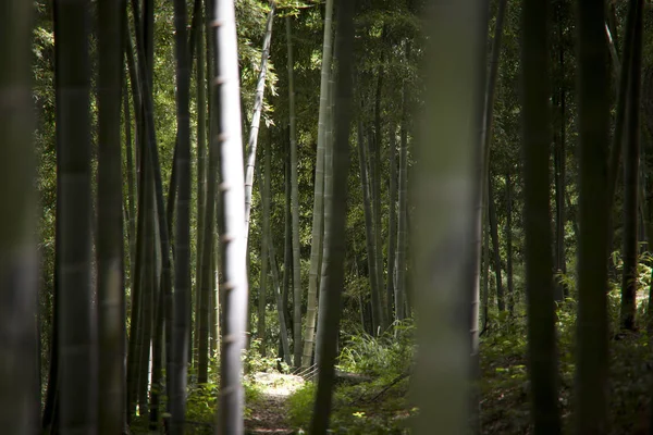 Bambu ormanında Anji Zhejiang Eyaleti