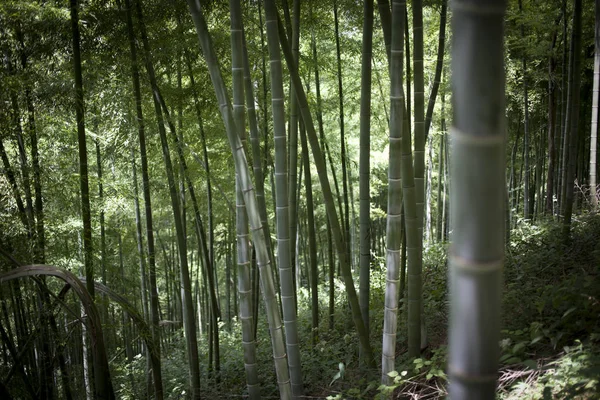 Bambu ormanında Anji Zhejiang Eyaleti